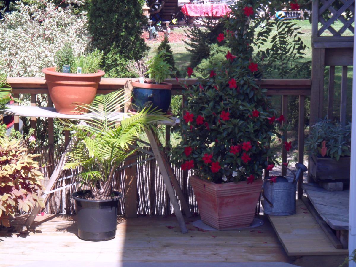 Homestead House B&B Χάμιλτον Εξωτερικό φωτογραφία